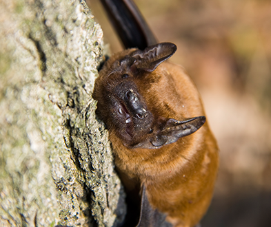 Bat Surveys Norfolk