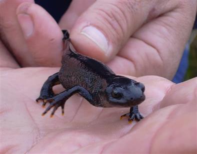 Great crested newt