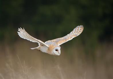 Barn owl