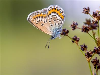 Invertebrate Survey