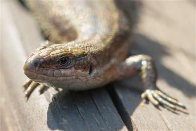 Common Lizard