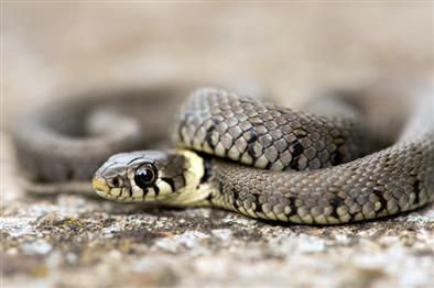 Grass Snake