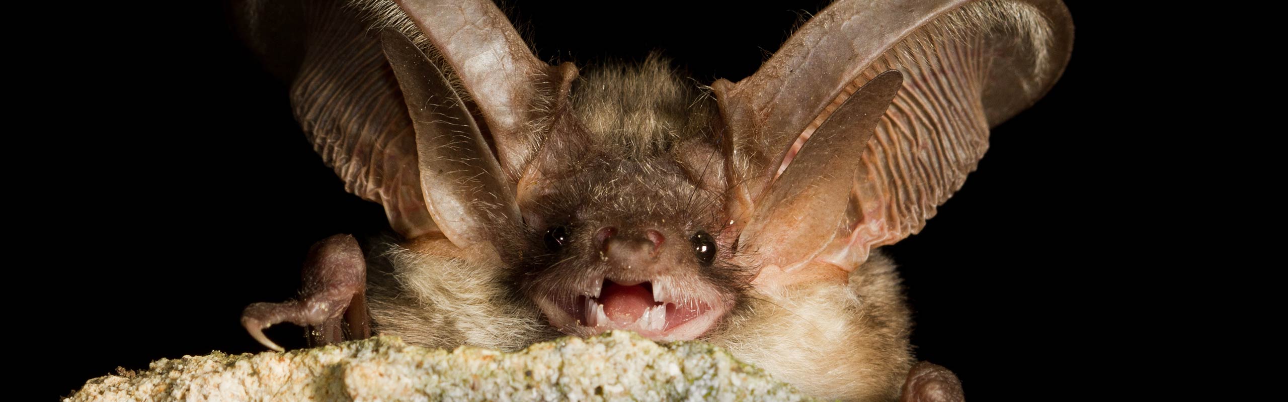 Norfolk Bat Survey
